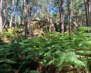 Balade dans la forêt de Barbizon en forêt de Fontainebleau - Fontainebleau - 8
