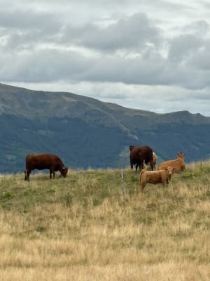 Belle balade au Puy Violent - Saint-Paul-de-Salers - 16