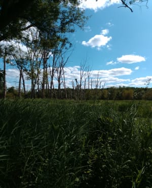 Balade sur les rives du Loir à Villevêque et paysage rural - Rives-du-Loir-en-Anjou - 4