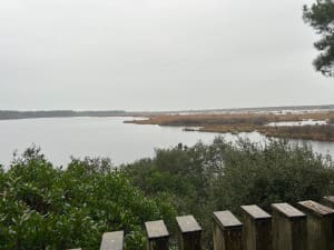 Lacanau, pérégrination exquise autour de la flore du Médoc - Lacanau - 4