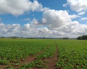 Randonnée autour de Bois-Bernard - Hénin-Beaumont - 6