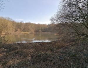 Balade dans la forêt de Meudon - Meudon - 6