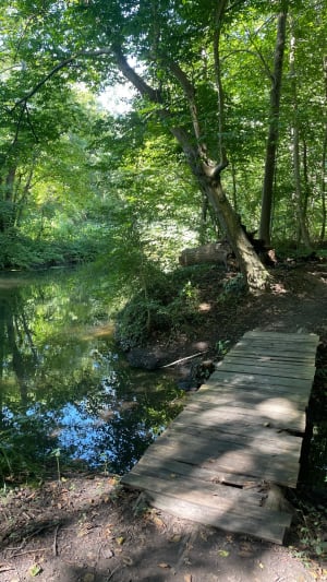 Promenade dans la forêt de Hipsheim - Hipsheim - 7