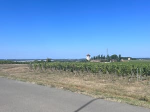 Boucle de Montalon et escapade entre vignes et Dordogne - Saint-André-de-Cubzac - 24
