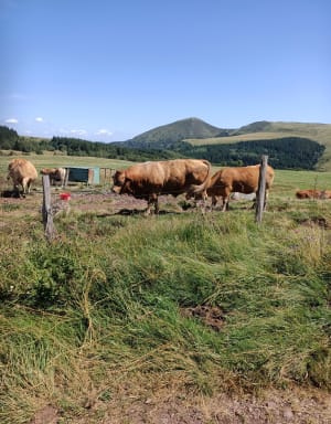 Guéry-plateau en Banne d'Ordanche nabij Mont-Dore - Perpezat - 90