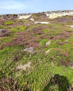 Pointe de Dinan - Crozon - 9