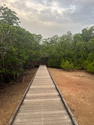 Marche alliant mangrove et baie - Magenta - 4