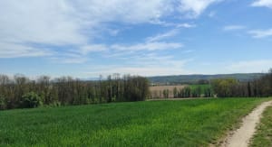 Magnifique Collines d'Eschentzwiller - Eschentzwiller - 5