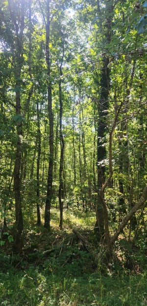 Tour de forêt et du Lac de la Pinçonnière - Blois - 3