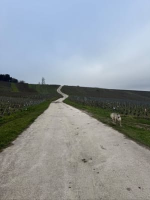 Randonnée entre vignes et forêts à Ville-Dommange - Ville-Dommange - 10