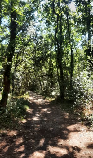 Balade à Soulac entre mer et forêt - Soulac-sur-Mer - 2