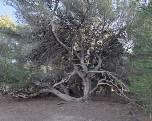 Balade dans le site naturel du Bolmon - Marignane - 16