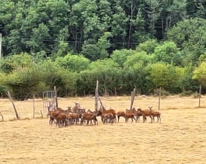 Forêt près de Cluny et observation des cerfs - La Vineuse sur Fregande - 5