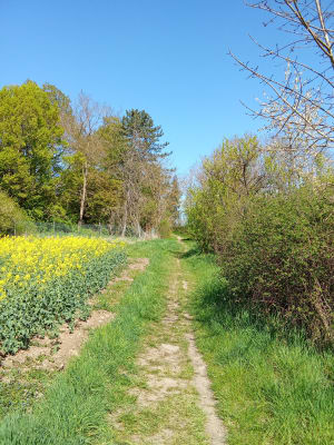 Balade le long de la Seille - Montigny-lès-Metz - 5