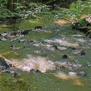 Les gorges de Villiers - Saint-Ouen-le-Brisoult - 8