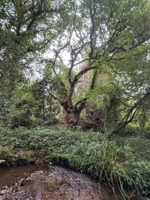 Boucle du ruisseau de Pen ar C'hoat - Saint-Divy - 5