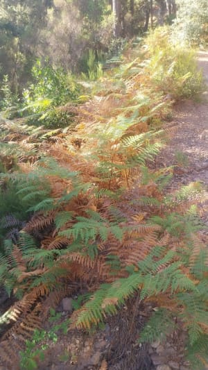 Fascinerende ontdekking van de Koekoekssteenmolensteen - Bagnols-en-Forêt - 7