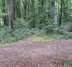 Balade en forêt à Saint-Just-en-Chaussée - Saint-Just-en-Chaussée - 2