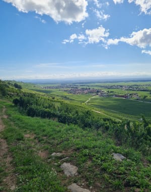 Sur les hauteurs de Kaysersberg - Kaysersberg - 5