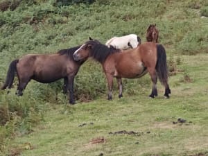 Klim naar de top van Mondarrain en maak een korte wandeling ten zuiden van Itxassou - Mathieu - 10
