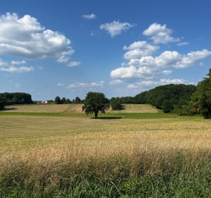 Entre prairies, forêts et étangs à Sarralbe - Sarralbe - 2