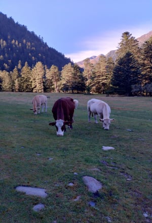 Vallée du Rioumajou - Saint-Lary-Soulan - 10