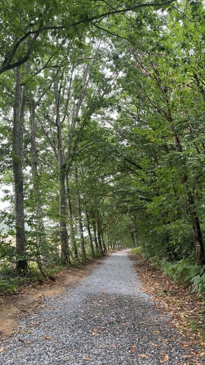 Forêt et étang du Chatenêt - Boisseuil - 5