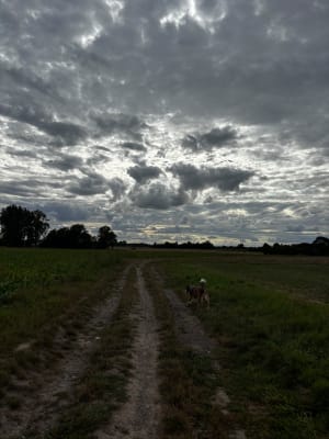 Campagne de Linselles - Wambrechies - 3