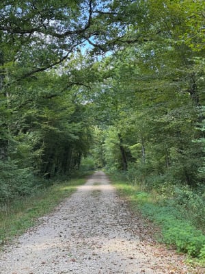 Petit tour dans la forêt de La Rena - Servas - 3