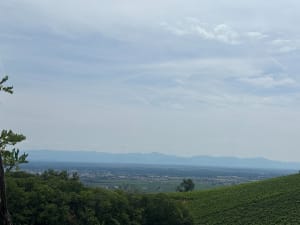 Le vignoble alsacien au dessus de Turckheim. - Turckheim - 6