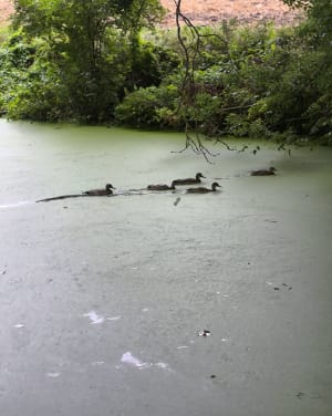 Canal de Seclin - Noyelles - La Canteraine - Santes - 9