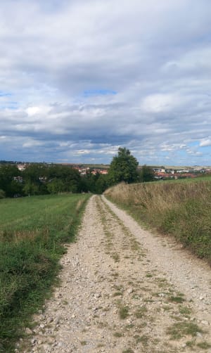 Boqueteaux , plaines et vergers - Wasselonne - 6