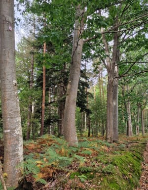 Itinéraire depuis Morainville-Jouveaux - Morainville-Jouveaux - 2