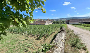 Santenay et Les Trois  Croix - Santenay - 6