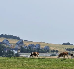 Chapelle de Vassivière en passant par la forêt. - Besse-et-Saint-Anastaise - 2