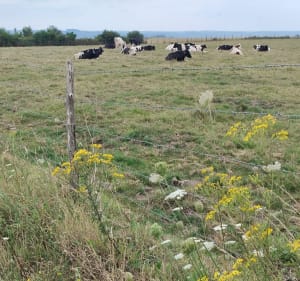 Les 3 rivières et les 3 monts - Sorrus - 4