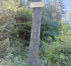 Błatnia z Wapiennicy - Bielsko-Biała - 2