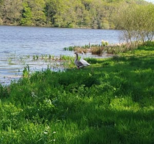 Lac du jaunay - Saint-Julien-des-Landes - 3