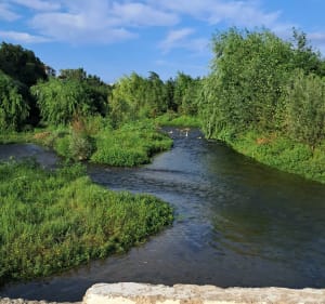 Le tour des platanes - Perpignan - 2