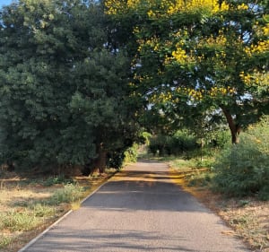 Le tour des platanes - Perpignan - 3