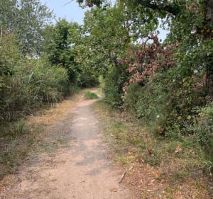 Balade depuis l’église de Lanton jusqu’au bassin de réserve - Lanton - 5