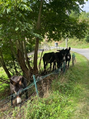 De Drie Dorpen Wandeling vanuit Assouste - Assouste - 3