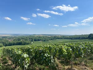 Vrigny par vignes, forêt et champs - Vrigny - 6