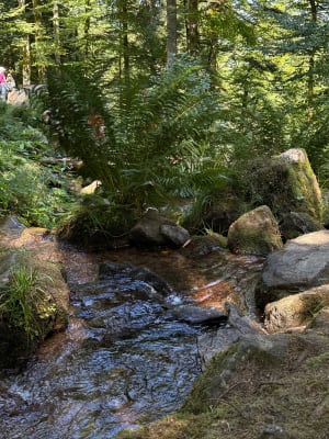 Magnifique cascades de la Serva et Magique Neuviller - Neuviller-la-Roche - 3