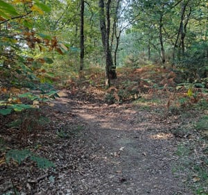 Balade en forêt à Garein - Garein - 2