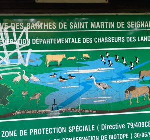 Balade bord de l’Adour - Boucau - 5