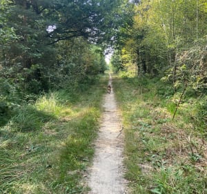 Balade autour de Clairefontaine-en-Yvelines - Clairefontaine-en-Yvelines - 3