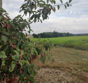 Le tournesol abandonné de Beaumont-sur-Dême - Beaumont-sur-Dême - 2