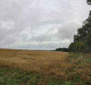 Le tournesol abandonné de Beaumont-sur-Dême - Beaumont-sur-Dême - 3