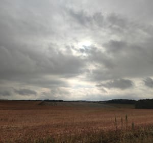 Le tournesol abandonné de Beaumont-sur-Dême - Beaumont-sur-Dême - 4
